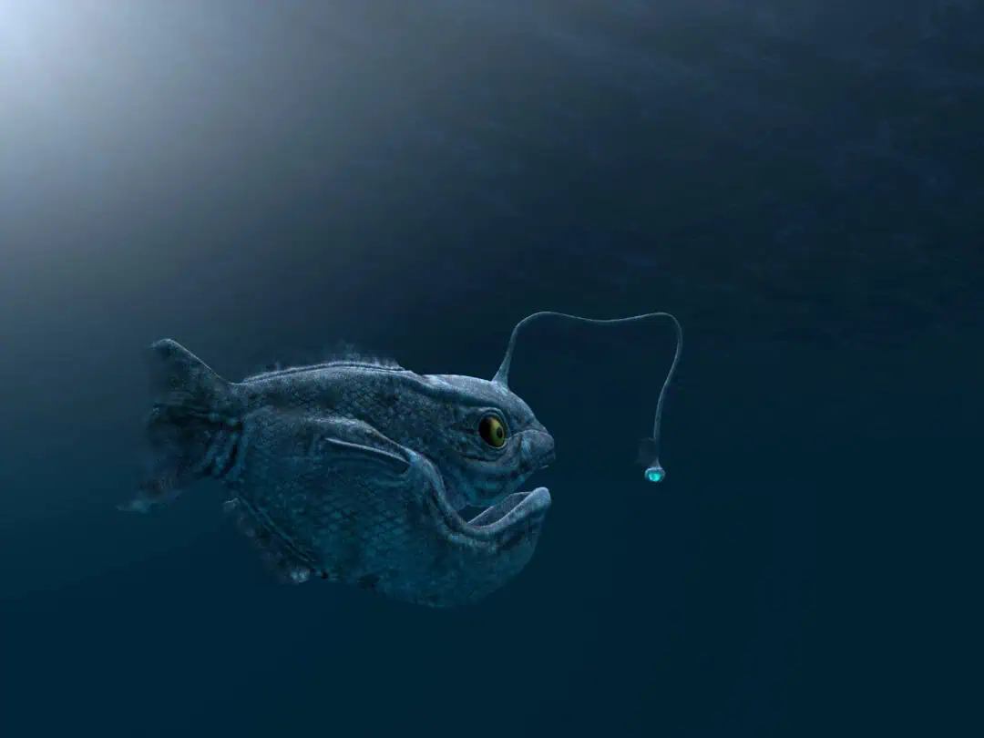 Anglerfish