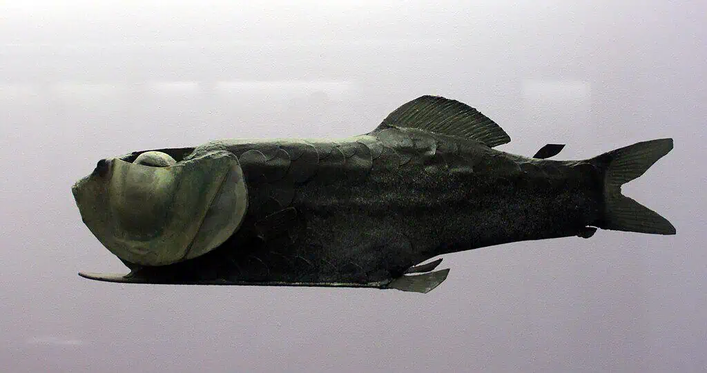 Barreleye Fish