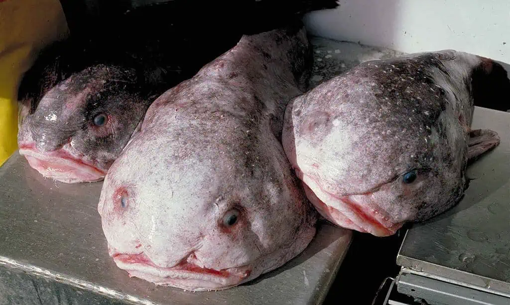 Blobfish