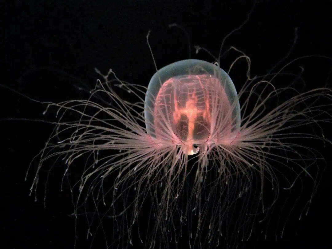 Deep-sea Jellyfish