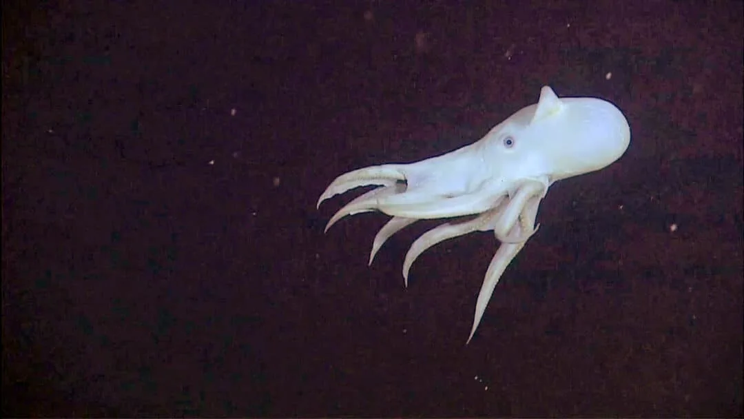 Dumbo Octopus