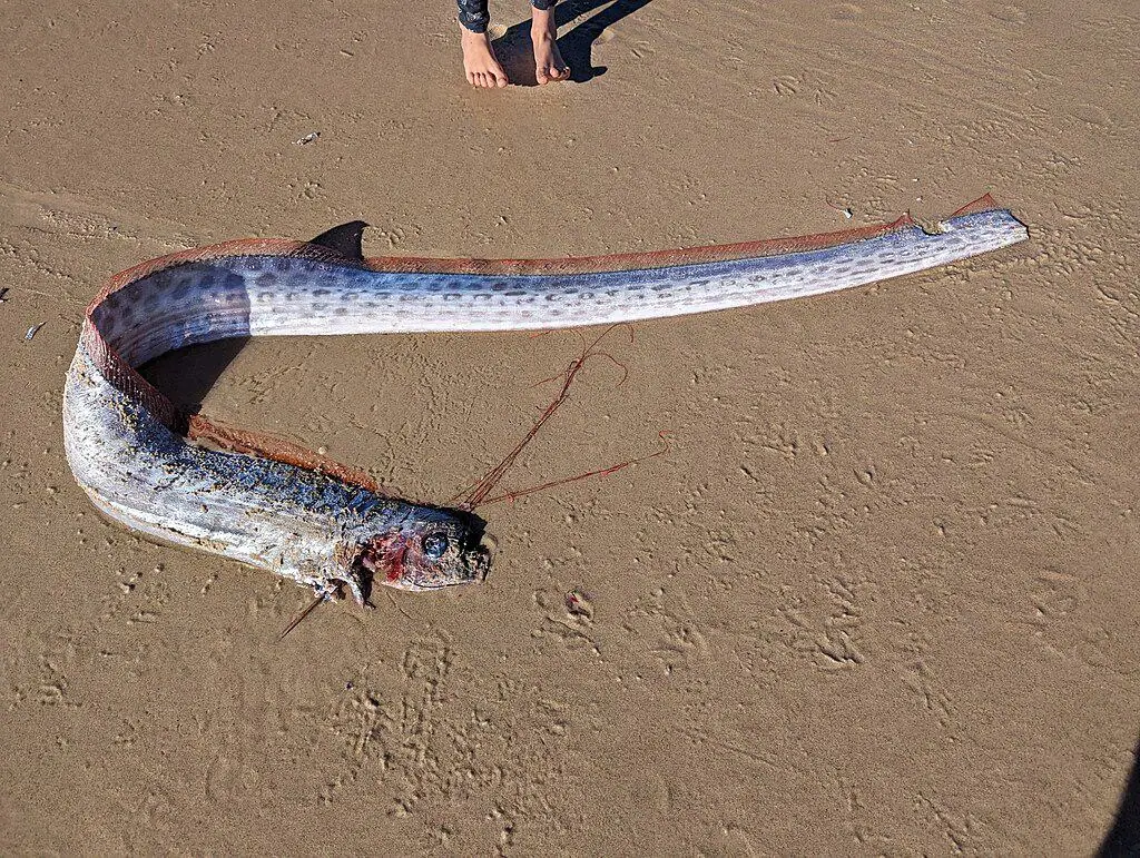 Oarfish