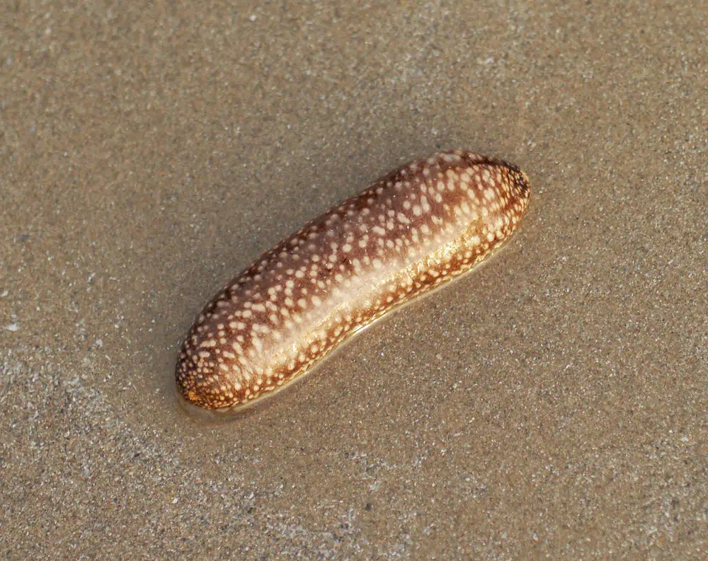 Sea Cucumber