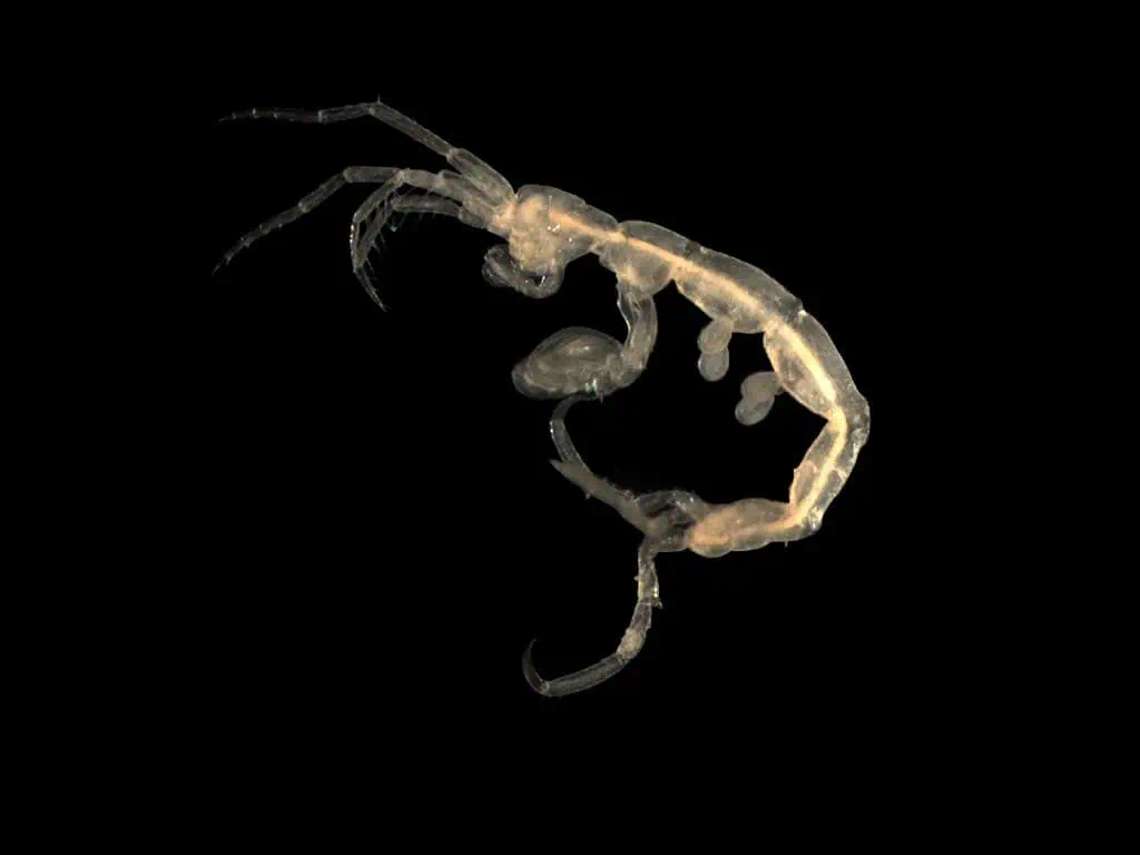 Skeleton Shrimp
