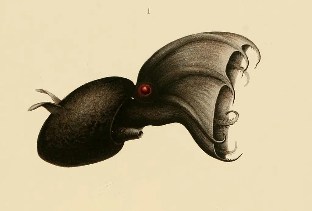 Vampire Squid