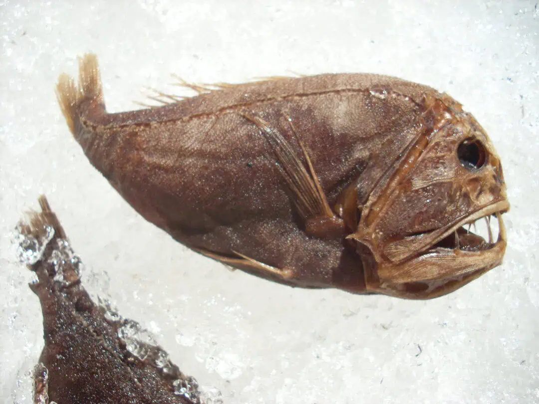 Viperfish