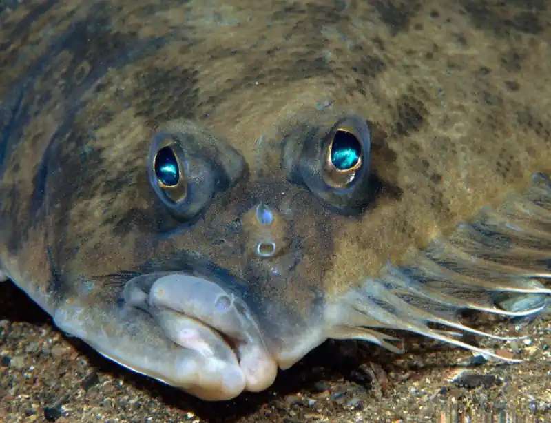 Flounder The “Crooked-Face Celebrity” of the Ocean