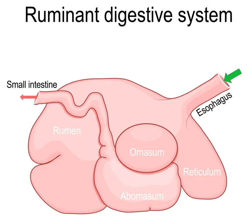 Digestive systems of cattle and sheep，Sheep Belong to Bovidae