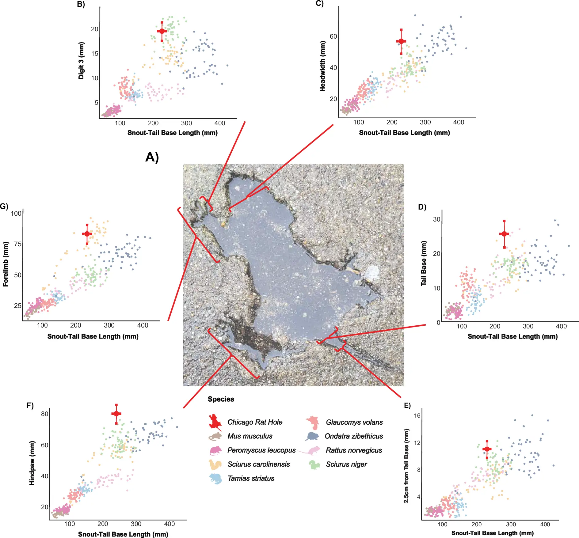 A comparative analysis was conducted on the “Chicago Rat Hole” specimen (A), which is represented by dark red dots in each figure. The lines extending from the dots indicate the standard deviation of measurement errors across multiple photographs.