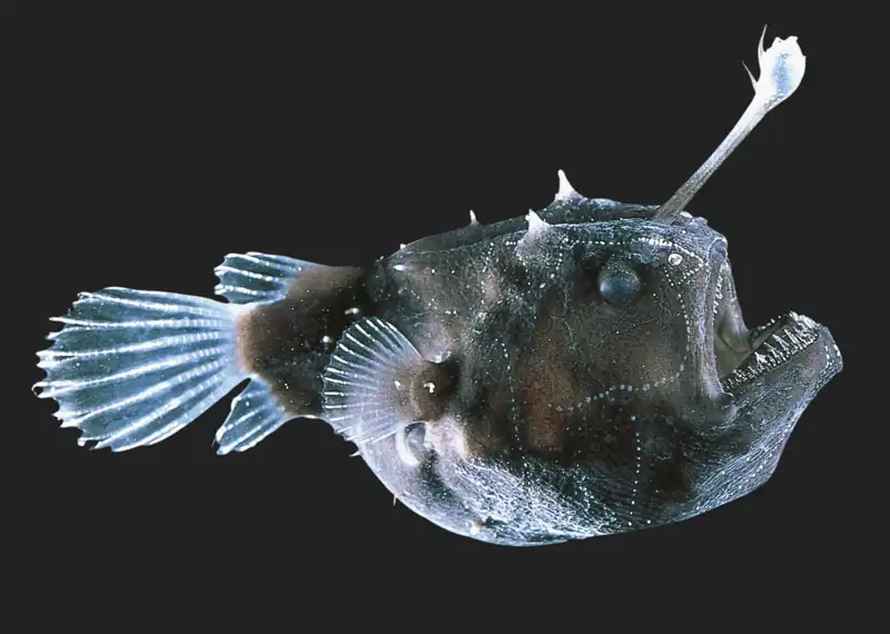 Anglerfish image: showcasing the typical appearance of a deep-sea sexual parasite, featuring bioluminescent organs and unique reproductive evolutionary traits.