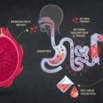 Why Does Eating Red-Fleshed Dragon Fruit Cause Red Stool or Urine