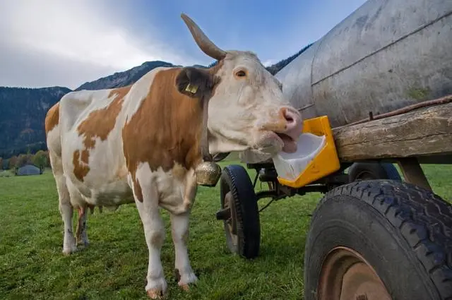 Why do animals need salt? A cow on a grassland pasture is nibbling on a salt block hanging on a water truck.
