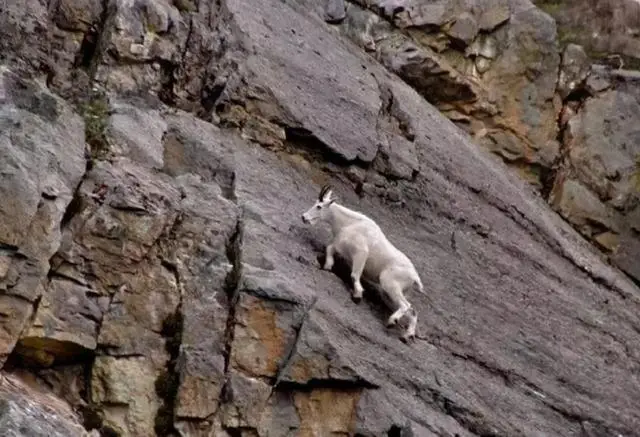 Why do animals need salt? An antelope walks on a steep rock.