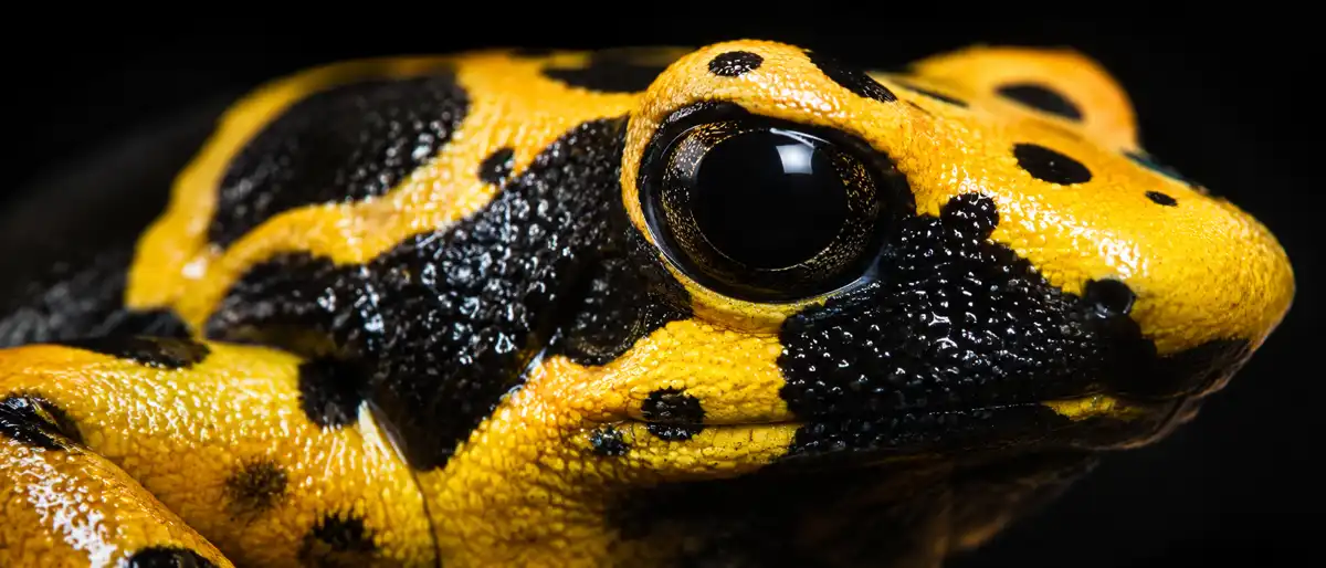 Golden Poison Dart Frog Macro