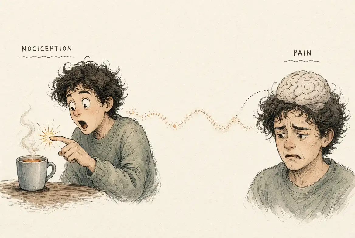Hand-drawn editorial illustration showing a continuous story from left to right. On the left, a surprised cartoon person with curly hair touches a steaming hot cup, a bright signal flashing at their fingertip labeled “NOCICEPTION.” A dotted trail of soft glowing pulses flows across the page toward the right, where the same person now looks distressed with a calm, neutral brain resting on their head, labeled “PAIN.” Warm muted colors, paper texture, and generous negative space.